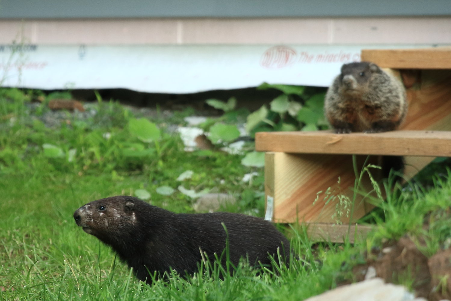 This photograph shows a melanistic woodchuck with a normally pigmented member of its family, and was taken along Route 6, just east of Hawley, PA..